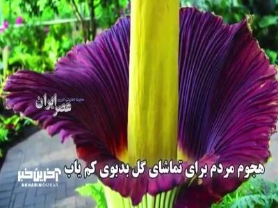 هجوم مردم برای تماشای گل بدبوی کم یاب؛ برخی با گیره بینی آمده‌اند