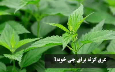 عرق گزنه برای چی خوبه؟ خواص عرق گزنه برای کبد چرب، لاغری، قند خون و پروستات