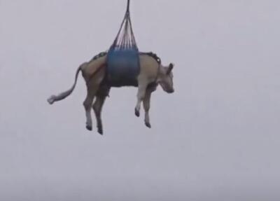پرواز گاوها در سوئیس