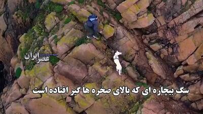 سگ بیچاره ای که بالای صخره ها گیر افتاده است / عملیات نجات برای «لیلی» (فیلم)