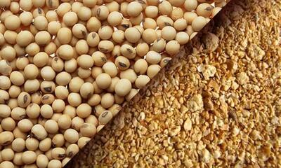 جایگزینی بخش عمده کنجاله سویا در جیره طیور با ترکیب پروتئینی داخلی امکان پذیر است