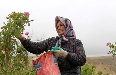 تصاویر؛ برداشت گل محمدی از باغات خراسان شمالی