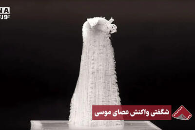 نورنما | شگفتی واکنش عصای موسی