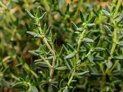 درمان دردهای سینوسی و فشار عصبی با دمنوش آویشن؛ راهکاری طبیعی و موثر - سبک ایده آل