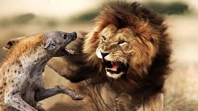 مستند حیات وحش؛ شیر واسه اینکه ثابت کنه کی رئیسه زد کفتار قطع نخاع کرد