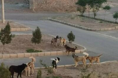 جمع‌آوری ۴۰۰۰ سگ بلاصاحب در نیمه دوم سال ۱۴۰۳ در تبریز