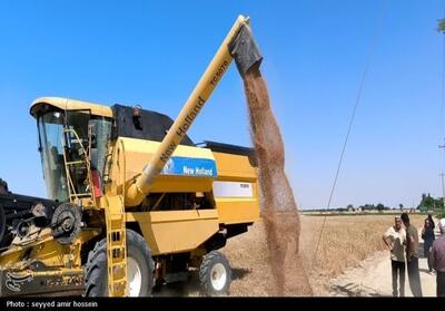 خرید تضمینی 1500 تن گندم از کشاورزان خراسان جنوبی - تسنیم