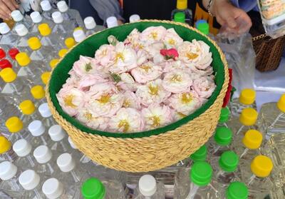 شفت طلایه‌دار گلاب‌گیری در گیلان - تسنیم
