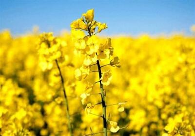 آغاز خرید تضمینی کلزا از اواخر خردادماه در قزوین - تسنیم