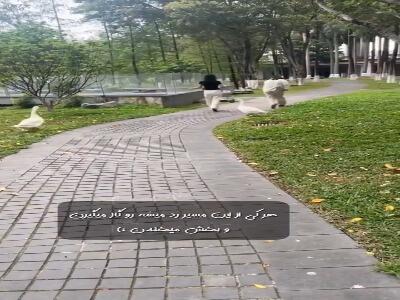 غازهایی که مردم رو گاز میگیرند و میخندند