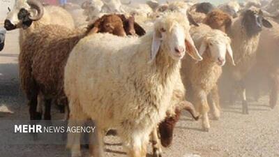 وضعیت بحرانی دام سبک در اصفهان؛ نهاده به دامداران داده نمی‌شود