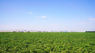 هشدار نسبت به احتمال شیوع بیماری سفیدک دروغین در مزارع سیب زمینی اردبیل