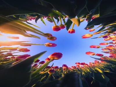 طبیعتِ زیبای گل های لاله در هلند