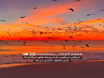 شیرجه مرگبار مرغ دریایی
