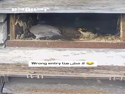 کبوتر خنگی که با پای خودش رفت به قربانگاه