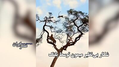 شکار بی نظیر میمون توسط پلنگ؛ روی هوا او را می‌قاپد