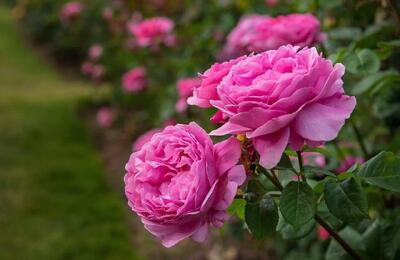 تعبیر خواب گل محمدی تازه و خشک