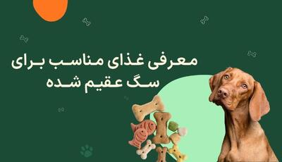 به سگ عقیم شده چه غذایی بدیم؟