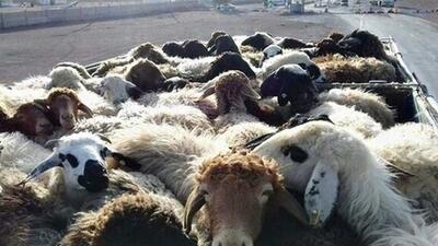 کشف ۱۰۰۰ راس دام قاچاق در بندر لنگه