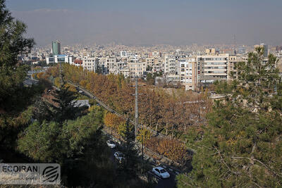 خشکی درختان پارک‌های جنگلی تهران؛ بحران از دل زمین و هجوم از تنه درختان