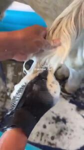 روتین مراقبت پوستیِ یک گاو در مجازی غوغا کرد!/فیلم