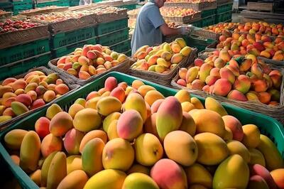 آغاز واردات انبه از ۱۰ خرداد