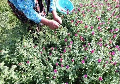 ۱.۷ تن گل گاوزبان در قزوین تولید می‌شود