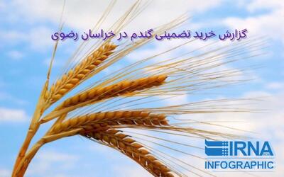 اینفوگرافیک| روند خرید تضمینی گندم در خراسان‌رضوی