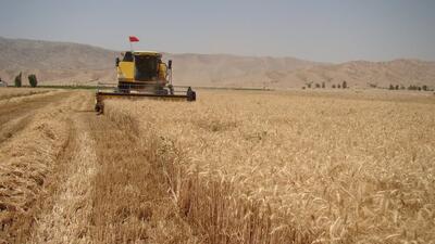 ۲۵ درصد از مطالبات گندم‌کاران گلستانی پرداخت شد