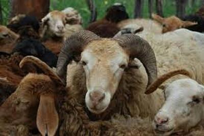 اجرای طرح تشدید نظارت بر واحدهای دارویی و درمانی دامپزشکی