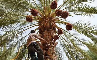 آغاز عملیات خوشه‌بندی نخلستان‌های جنوب کرمان/ وجود ۶۰۰ هزار نخل بارور