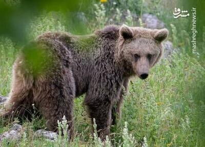 خرس قهوه ای هیرکانی چشم در چشم با عکاس