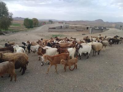 ناکامی قاچاقچیان احشام در انتقال دام زنده قاچاق در بندرعباس