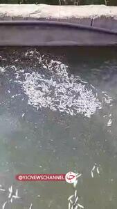 قطع برق 5 ساعته مزارع پرورش ماهی؛ نابودی 500 هزار بچه ماهی و خسارت 12 میلیارد تومانی!