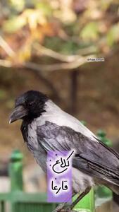 اسامی پرندگان به ترکی + فیلم