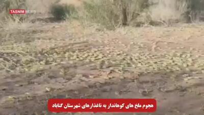 هجوم ملخ‌های کوهاندار به تاغ زارهای گناباد + فیلم