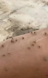 فیلم حمله غیرقابل تحمل پشه ها و مگس ها به یک مرد