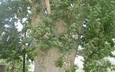 زیبایی باشکوه درخت چنار روستای ون کاشان + فیلم - سبک ایده آل