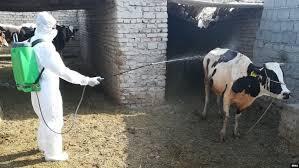خطر افزایش تب کریمه کنگو در فصل گرما