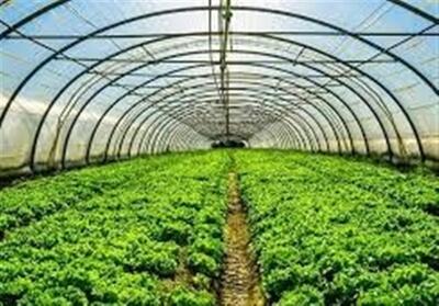 گلخانه تابع اقلیم؛ محیط کنترل شده‌ای که بهره‌وری بالای آب - تسنیم