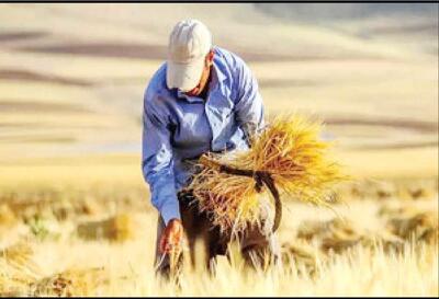 گندم تحویل دادیم؛ اما یک ریال نگرفتیم