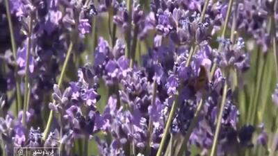 کشت گیاهان دارویی در فریدونشهر + فیلم