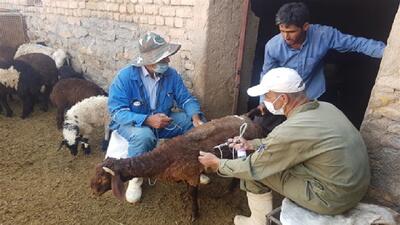 شیوع تب برفکی در افغانستان؛ فائو هشدار داد