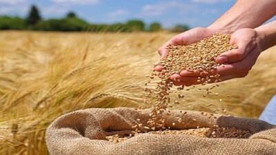 پرداخت ۲۵ درصد از پول گندم‌کاران و کلزاکاران گلستانی