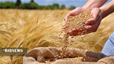 خرید ۴ هزار تن کلزا و گندم از کشاورزان لرستانی