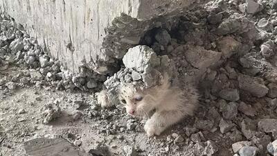 نجات معجزه‌آسای بچه گربه‌ گرفتار در بتن