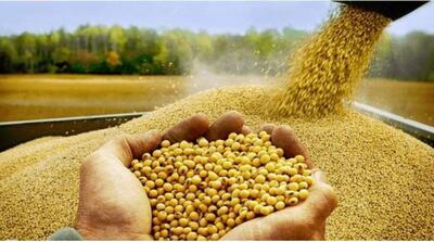 بررسی آثار حذف تهاتر در واردات نهاده‌های دامی