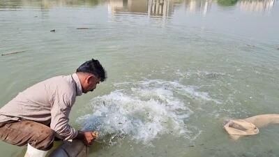 رهایی ۳۱۰ هزار قطعه بچه‌ماهی بومی در منابع آبی خرمشهر