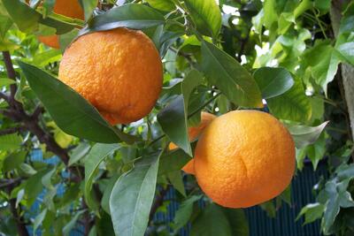 فواید آب نارنج برای درمان کم خونی و کاهش وزن + عوارضی که دارد