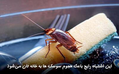 این اشتباه رایج باعث هجوم سوسک ها به خانه تان می شود